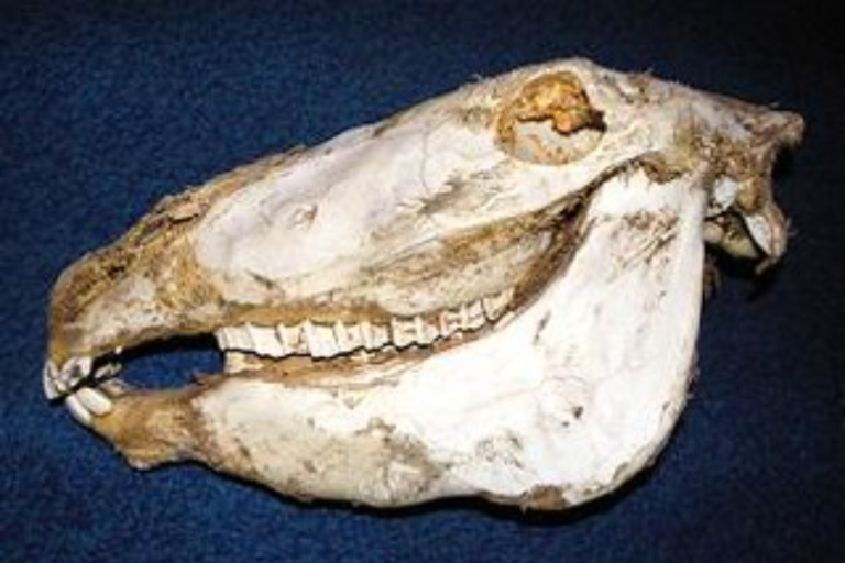 aristotle teeth in a donkey jaw